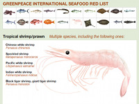[ Seafood website ]